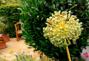 Gartenfoto Corona Umfrage Ab